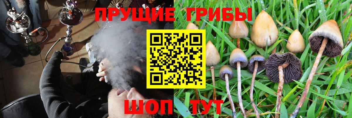 Слободской  Галлюциногенные грибы Psilocybe  Вход с VPN  Псилоцибиновые грибы GOLDEN TEACHER 